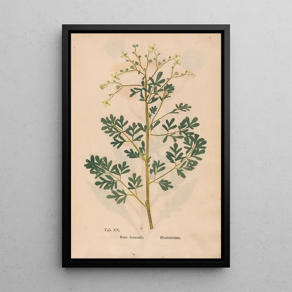 Reproduction of the painting Ectypa vegetabilium Pl020 - Christian Gottlieb Ludwig