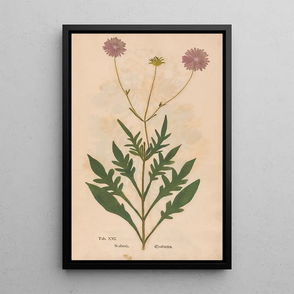 Ectypa vegetabilium Pl021 - Christian Gottlieb Ludwig — framed artwork on a wall