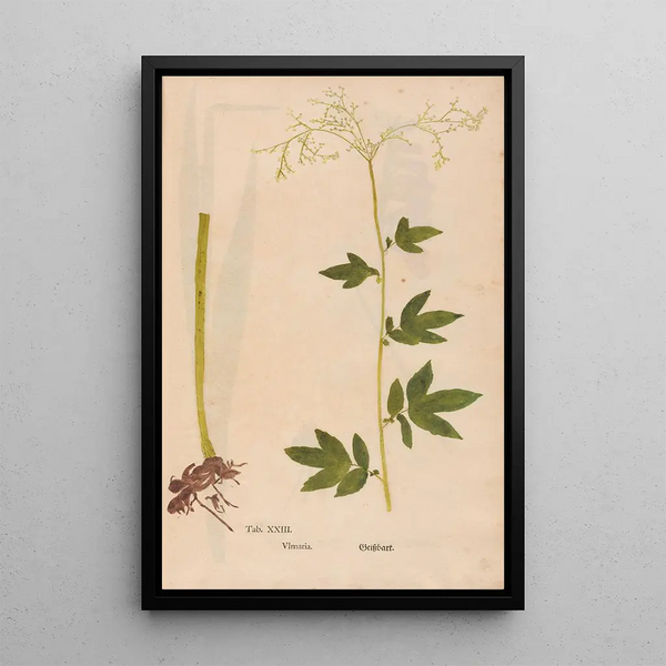 Ectypa vegetabilium Pl023 - Christian Gottlieb Ludwig — framed artwork on a wall