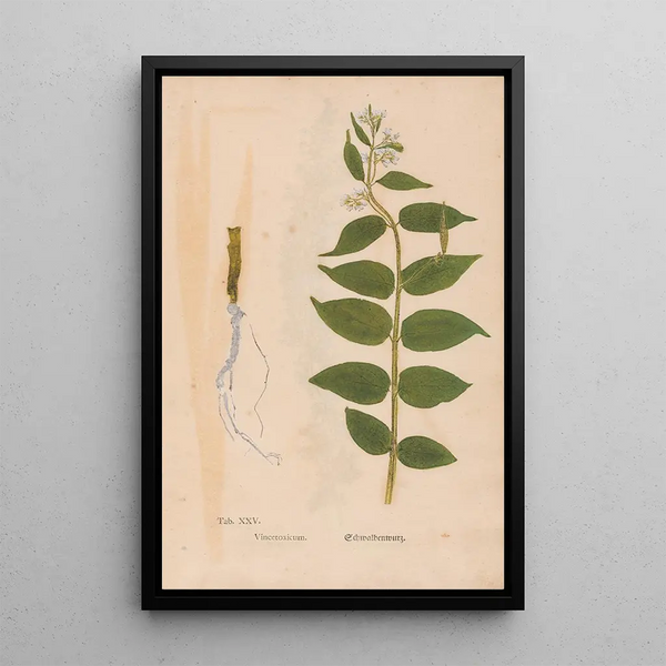 Reproduction of the painting Ectypa vegetabilium Pl025 - Christian Gottlieb Ludwig