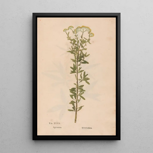 Reproduction of the painting Ectypa vegetabilium Pl027 - Christian Gottlieb Ludwig