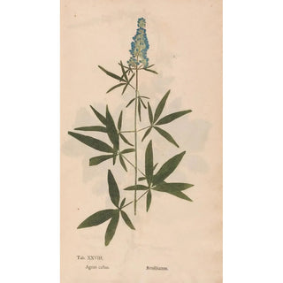 Christian Gottlieb Ludwig - Ectypa vegetabilium Pl028.webp