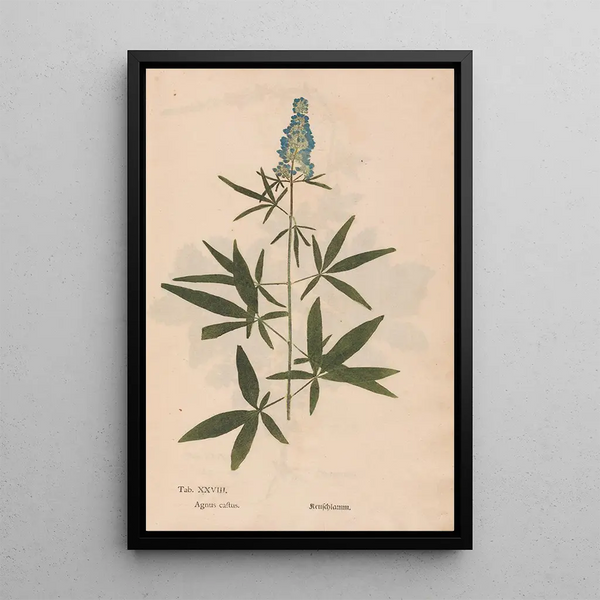 Ectypa vegetabilium Pl028 - Christian Gottlieb Ludwig — framed artwork on a wall