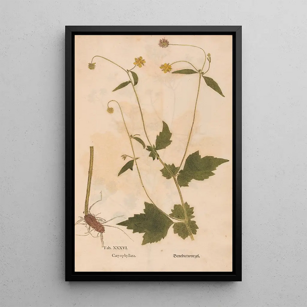 Reproductie van het schilderij Ectypa vegetabilium Pl036 - Christian Gottlieb Ludwig