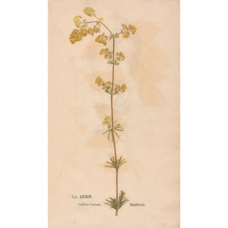 Christian Gottlieb Ludwig - Ectypa vegetabilium Pl039.webp