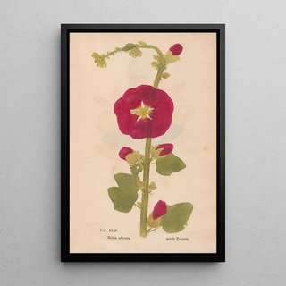 Christian Gottlieb Ludwig - Ectypa vegetabilium Pl042.webp