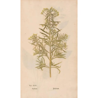 Christian Gottlieb Ludwig - Ectypa vegetabilium Pl044.webp