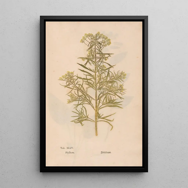 Ectypa vegetabilium Pl044 - Christian Gottlieb Ludwig — ingelijst kunstwerk aan de muur