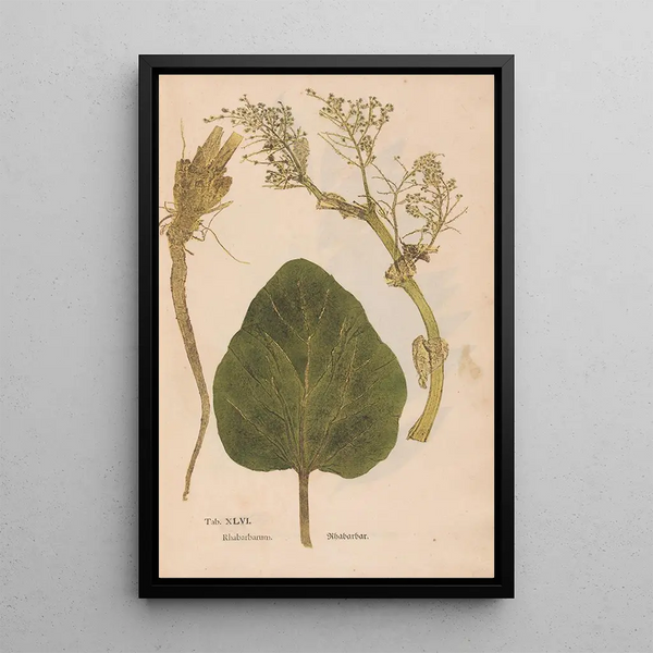 Ectypa vegetabilium Pl046 - Christian Gottlieb Ludwig — ingelijst kunstwerk aan de muur