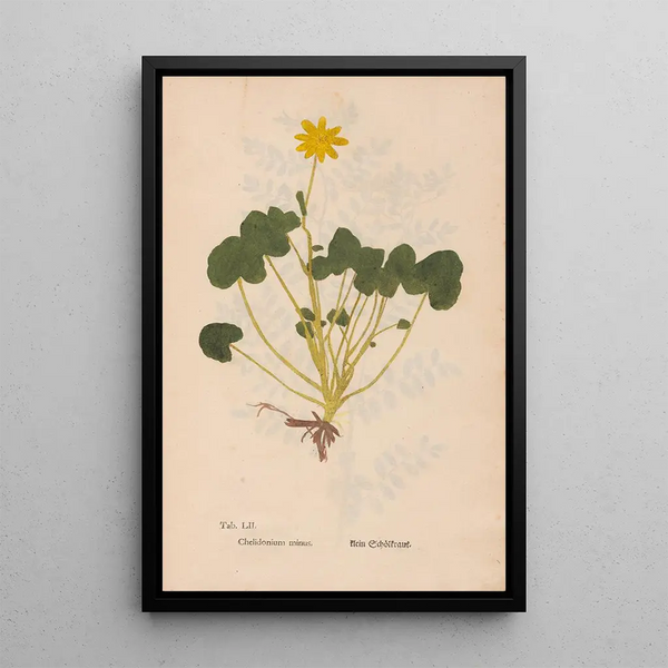 Ectypa vegetabilium Pl052 - Christian Gottlieb Ludwig — ingelijst kunstwerk aan de muur