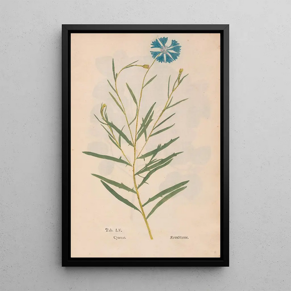 Ectypa vegetabilium Pl055 - Christian Gottlieb Ludwig — ingelijst kunstwerk aan de muur