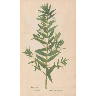 Christian Gottlieb Ludwig - Ectypa vegetabilium Pl061.webp