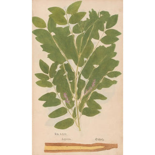 Christian Gottlieb Ludwig - Ectypa vegetabilium Pl064.webp