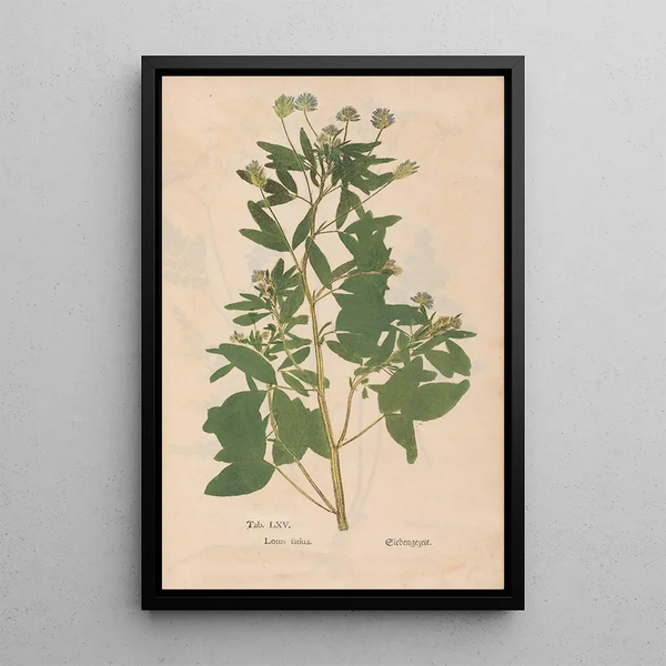 Ectypa vegetabilium Pl065 - Christian Gottlieb Ludwig — ingelijst kunstwerk aan de muur