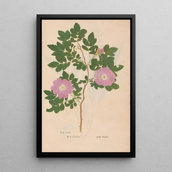 Reproductie van het schilderij Ectypa vegetabilium Pl070 - Christian Gottlieb Ludwig