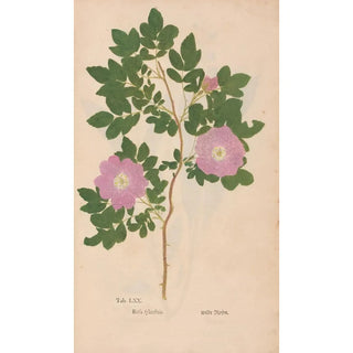 Christian Gottlieb Ludwig - Ectypa vegetabilium Pl070.webp