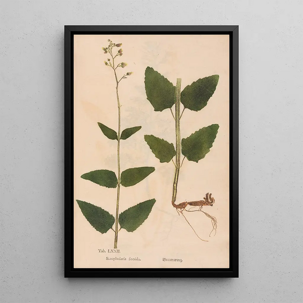 Reproductie van het schilderij Ectypa vegetabilium Pl072 - Christian Gottlieb Ludwig