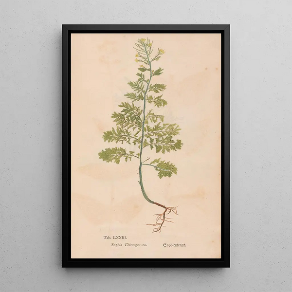 Ectypa vegetabilium Pl073 - Christian Gottlieb Ludwig — ingelijst kunstwerk aan de muur