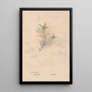 Christian Gottlieb Ludwig - Ectypa vegetabilium Pl074.webp