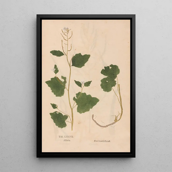 Reproductie van het schilderij Ectypa vegetabilium Pl077 - Christian Gottlieb Ludwig