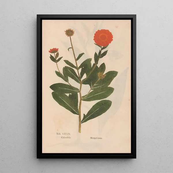 Reproductie van het schilderij Ectypa vegetabilium Pl079 - Christian Gottlieb Ludwig