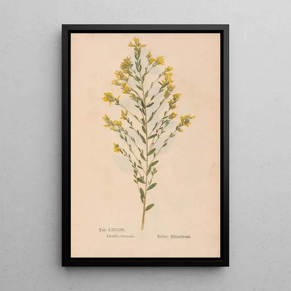 Reproductie van het schilderij Ectypa vegetabilium Pl084 - Christian Gottlieb Ludwig