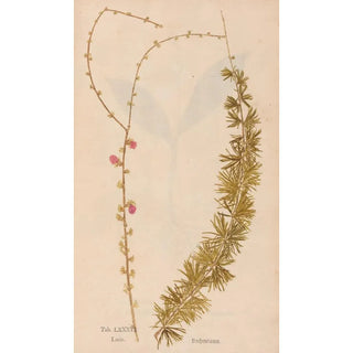 Christian Gottlieb Ludwig - Ectypa vegetabilium Pl086.webp