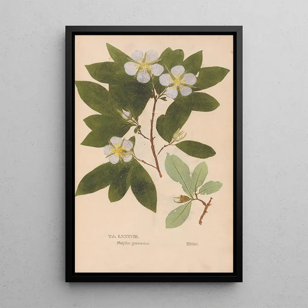 Reproductie van het schilderij Ectypa vegetabilium Pl088 - Christian Gottlieb Ludwig