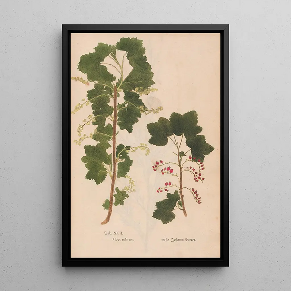 Reproductie van het schilderij Ectypa vegetabilium Pl092 - Christian Gottlieb Ludwig
