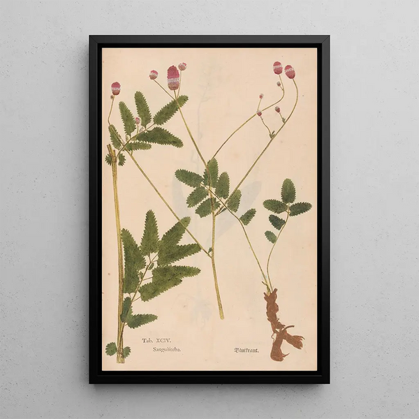 Ectypa vegetabilium Pl094 - Christian Gottlieb Ludwig — ingelijst kunstwerk aan de muur