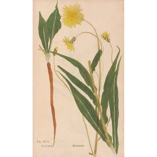 Christian Gottlieb Ludwig - Ectypa vegetabilium Pl096.webp