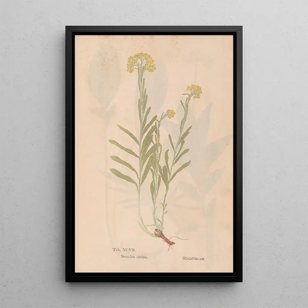 Reproductie van het schilderij Ectypa vegetabilium Pl097 - Christian Gottlieb Ludwig