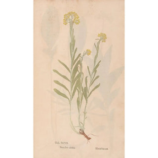 Christian Gottlieb Ludwig - Ectypa vegetabilium Pl097.webp