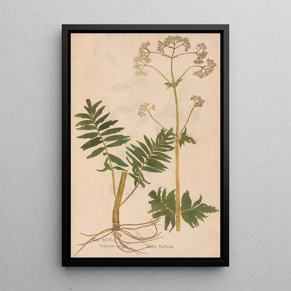 Reproductie van het schilderij Ectypa vegetabilium Pl099 - Christian Gottlieb Ludwig