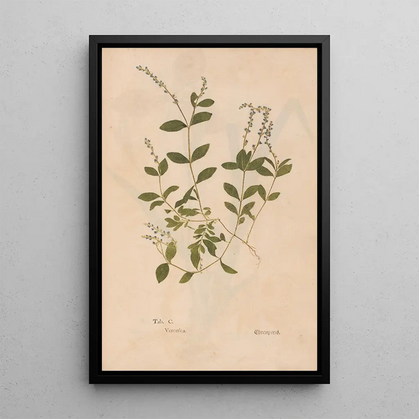 Reproductie van het schilderij Ectypa vegetabilium Pl100 - Christian Gottlieb Ludwig