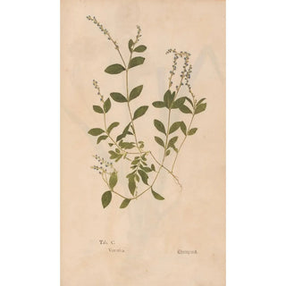 Christian Gottlieb Ludwig - Ectypa vegetabilium Pl100.webp