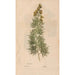 Ectypa vegetabilium Pl104 - Christian Gottlieb Ludwig — weergave van het kunstwerk