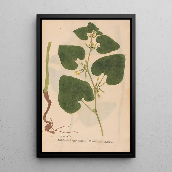 Reproductie van het schilderij Ectypa vegetabilium Pl105 - Christian Gottlieb Ludwig