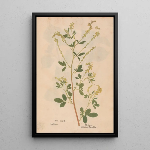 Reproductie van het schilderij Ectypa vegetabilium Pl113 - Christian Gottlieb Ludwig