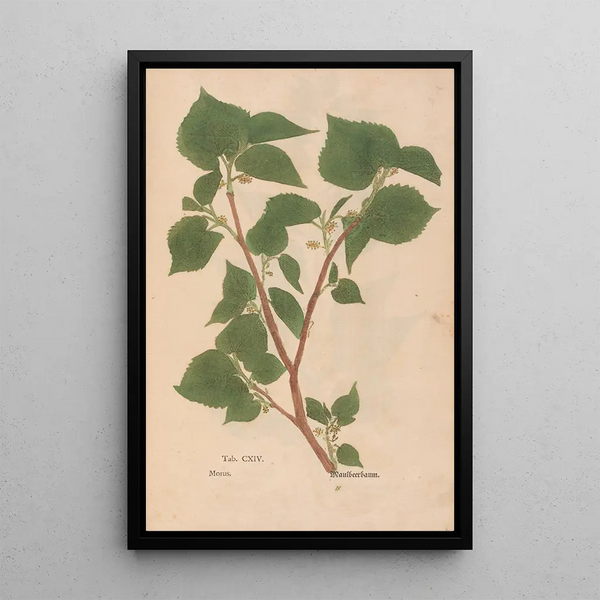 Reproductie van het schilderij Ectypa vegetabilium Pl114 - Christian Gottlieb Ludwig