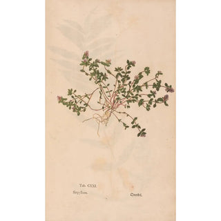 Christian Gottlieb Ludwig - Ectypa vegetabilium Pl121.webp