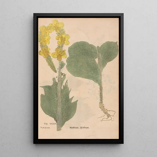 Reproductie van het schilderij Ectypa vegetabilium Pl124 - Christian Gottlieb Ludwig