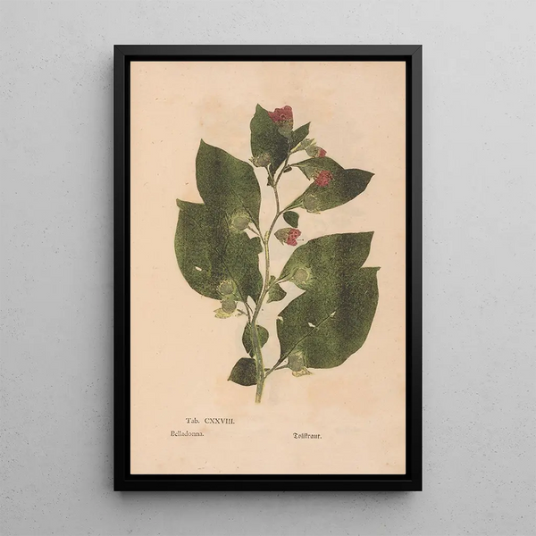 Reproductie van het schilderij Ectypa vegetabilium Pl128 - Christian Gottlieb Ludwig