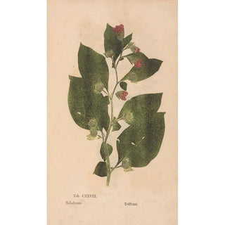 Christian Gottlieb Ludwig - Ectypa vegetabilium Pl128.webp