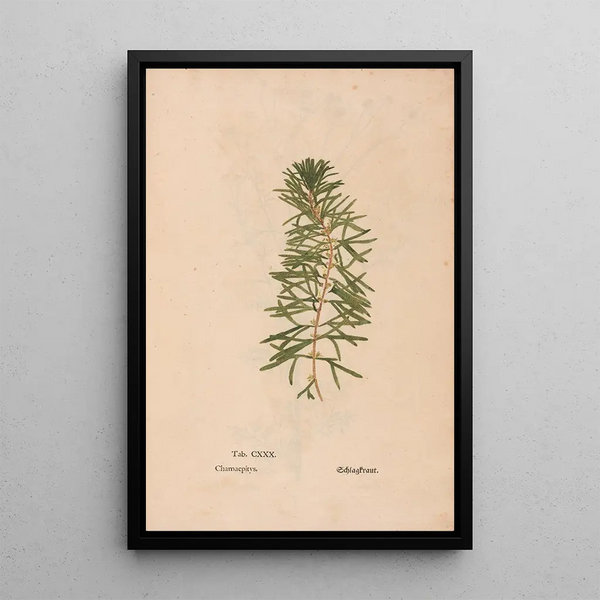Reproductie van het schilderij Ectypa vegetabilium Pl130 - Christian Gottlieb Ludwig