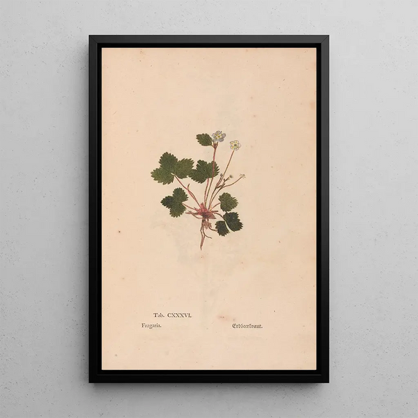 Ectypa vegetabilium Pl136 - Christian Gottlieb Ludwig — ingelijst kunstwerk aan de muur