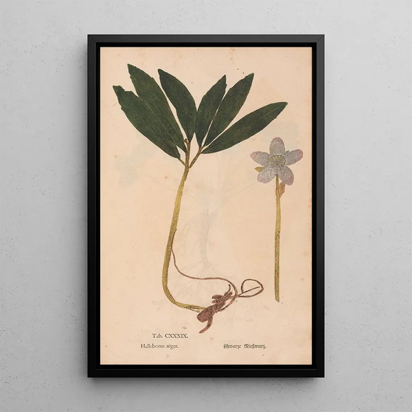 Reproductie van het schilderij Ectypa vegetabilium Pl139 - Christian Gottlieb Ludwig