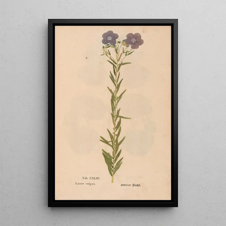 Christian Gottlieb Ludwig - Ectypa vegetabilium Pl144.webp