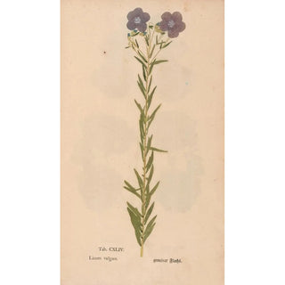 Christian Gottlieb Ludwig - Ectypa vegetabilium Pl144.webp