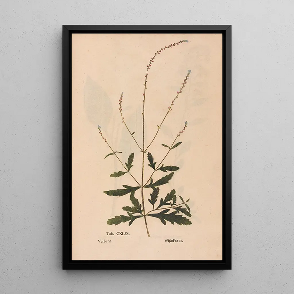 Ectypa vegetabilium Pl149 - Christian Gottlieb Ludwig — ingelijst kunstwerk aan de muur
